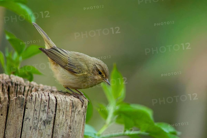 Chiffchaff, Phylloscopus collybita, Zilpzalp, Birds, Spring, Passeri, Songbirds, Jump, Birds
