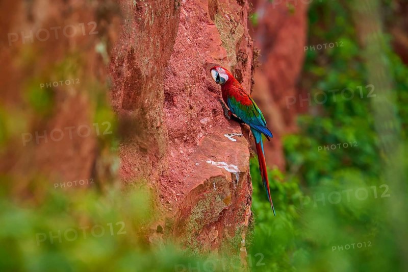 A parrot clings to reddish rocks surrounded by lush greenery, Green-winged Macaw, or Dark Red Macaw (Ara chloroptera), Buraco Das Araras, Bonito, Pantanal, Brazil
