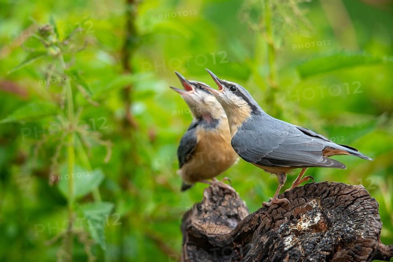 Nuthatch, sitta europaea, birds, adolescent, juvenile, passeri, songbirds, songbirds, birds