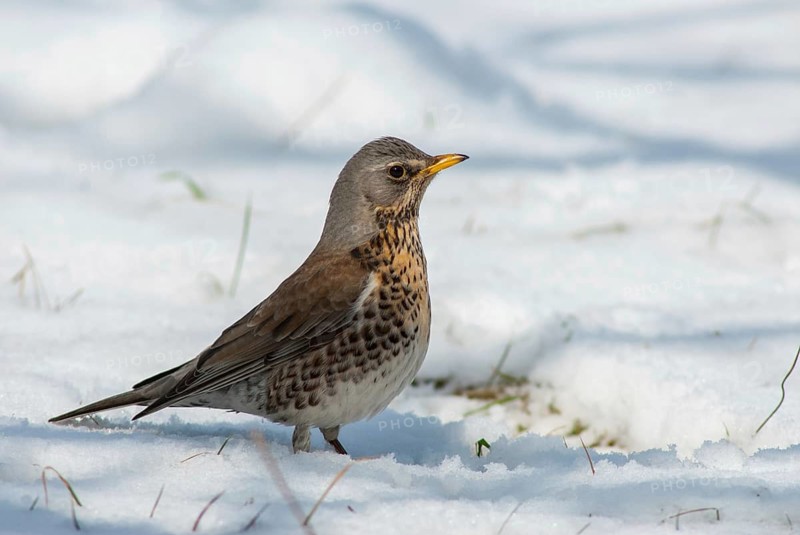 FieldFare, Turdus Pilaris, Juniper Thrush, Birds, Thrush, Garden, Meadow Orchard, Passeri, Songbirds, Orchard, Thrush, Birds, Winter