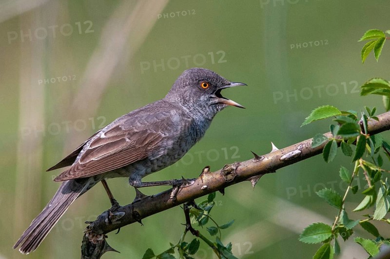 Barred Warbler, Brandenburg, Germany, Nabu, national natural heritage, Grünhaus natural paradise, blackbird, Sylvia Nisoria, post-mining landscape, birds, song, green house, male, passeri, singing, songbirds, birds