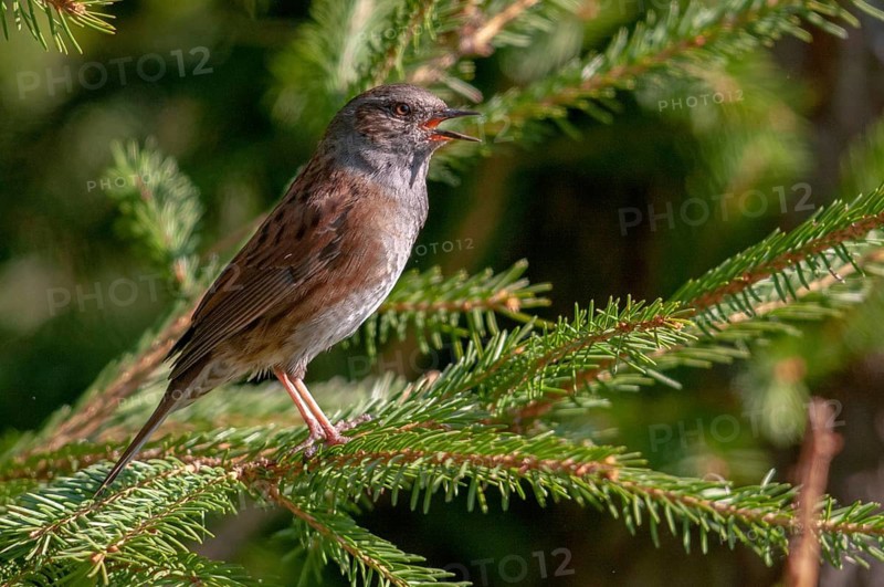 Dunnock, Dunnock, Prunella modularis, birds, song, passeri, singing, songbirds, birds
