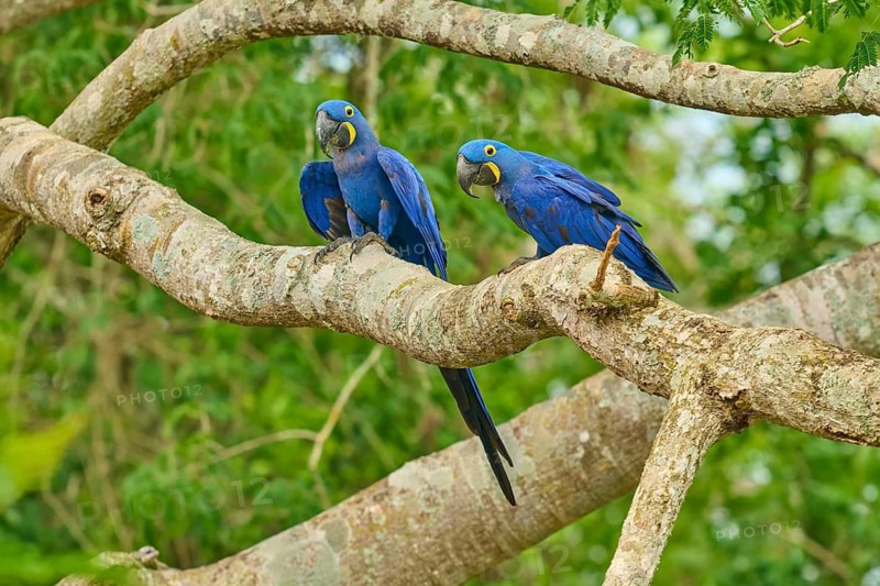 Two hyacinth macaws on a tree with lush foliage in the background, Hyacinth Macaw (Anodorhynchus hyacinthinus), Bonito, Pantanal, Brazil