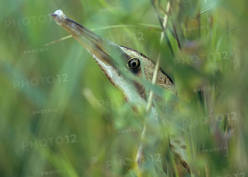 Bitters, Botaurus stellaris, bittern, birds, leo, herons, walking birds, waitbirds, birds