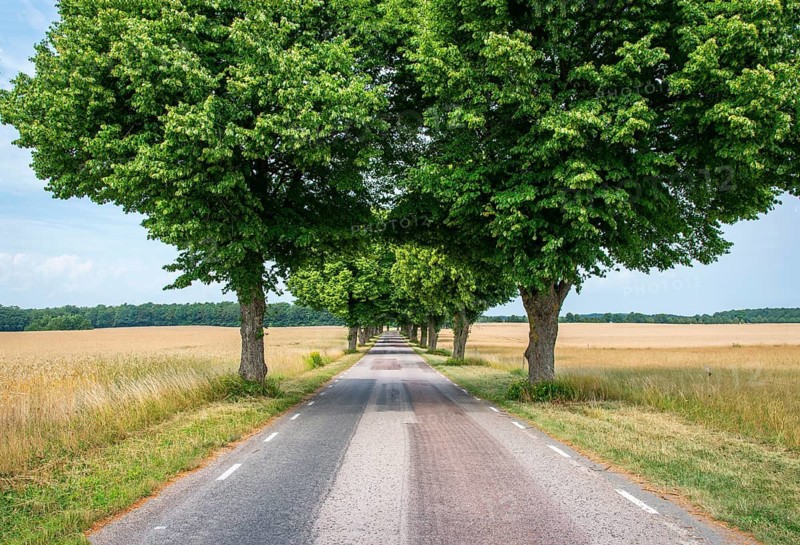 Stright country road with row of trees and through landscape with fields of ripe barley in Ystad municipality, Skåne county, Sweden, Scandinavia