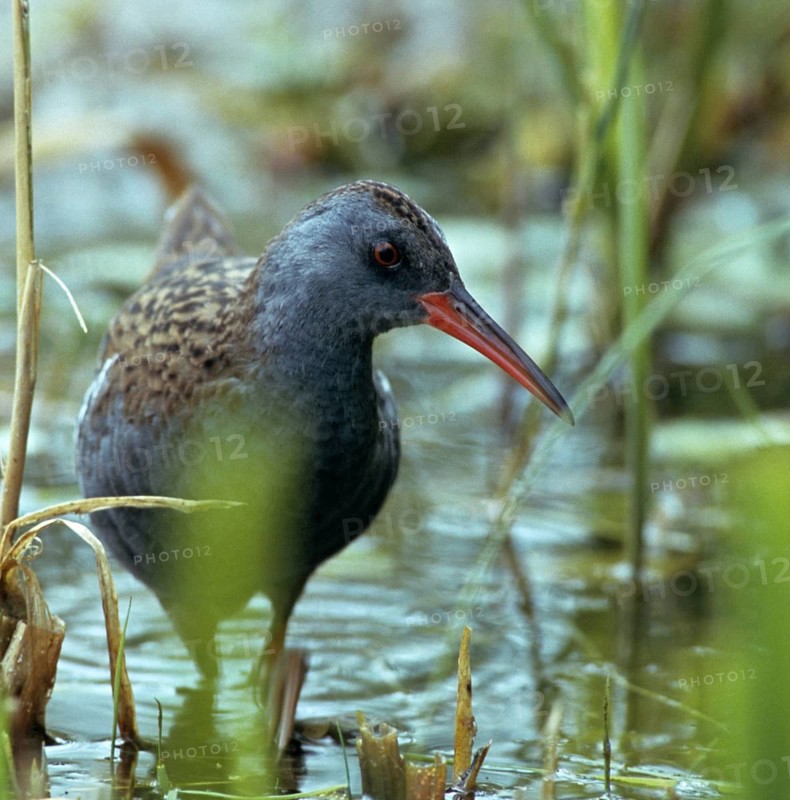 Rallus aquaticus, water rail, birds, gruiformes, high size, portrait, crane birds, rails, railings, rallidae, birds, waterbirds, waterbirds, waterbirds, waterbirds