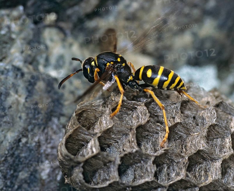 Mountain field wasp, mountain field wasp, polistes biglumis, insects, insects, leo, nest