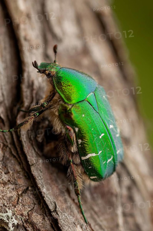 Cetonia aurata, common rose beetle, shiny golden rose beetle, rose chafer, rose beetle, Sweden, beetle, Coleoptera, high size, portrait format, insects, beetles, Sweden, Öland