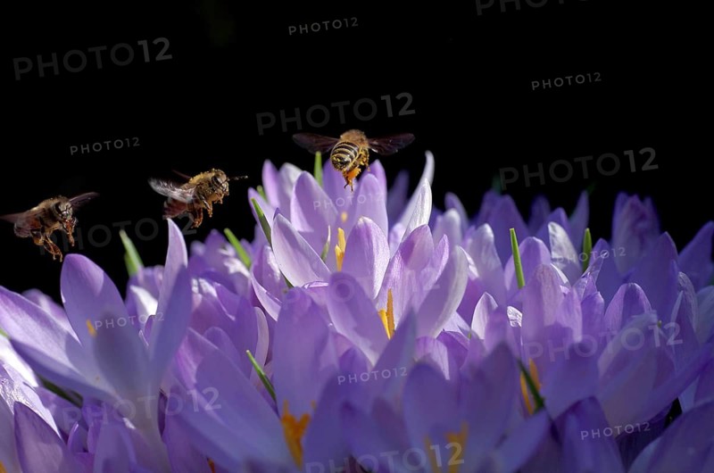 Crocuses (Crocus), bees (Apiformes), purple, funny, Three honeybees fly one after the other over the coloured flowers and are illuminated by the sunlight