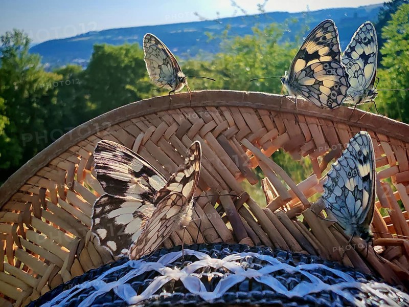 Several butterflies, checkerboard butterflies (Melanargia galathea), are resting on a straw hat, with a picturesque mountain landscape in the background, Frankenwald nature park Park, Upper Franconia