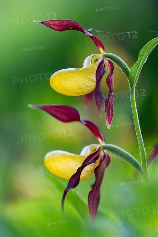 European lady's slipper (Cypripedium calceolus), orchid family (Orchidaceae), Bergsteig, Upper Danube nature park Park, Baden-Württemberg, Germany