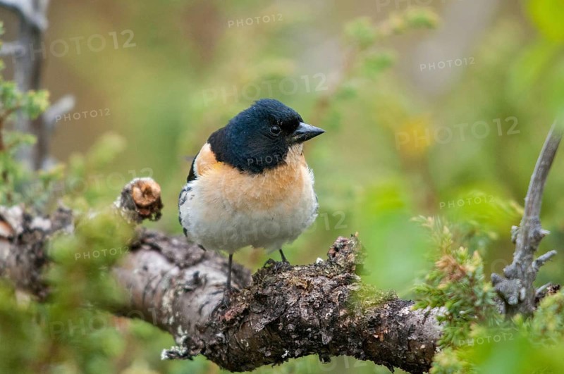 Mountain finch, brambling, Finland, fringilla montifringilla, birds, male, passeri, songbirds, birds