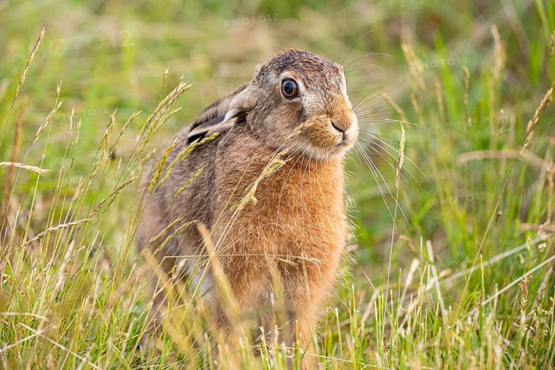 European hare (Lepus europaeus) Germany