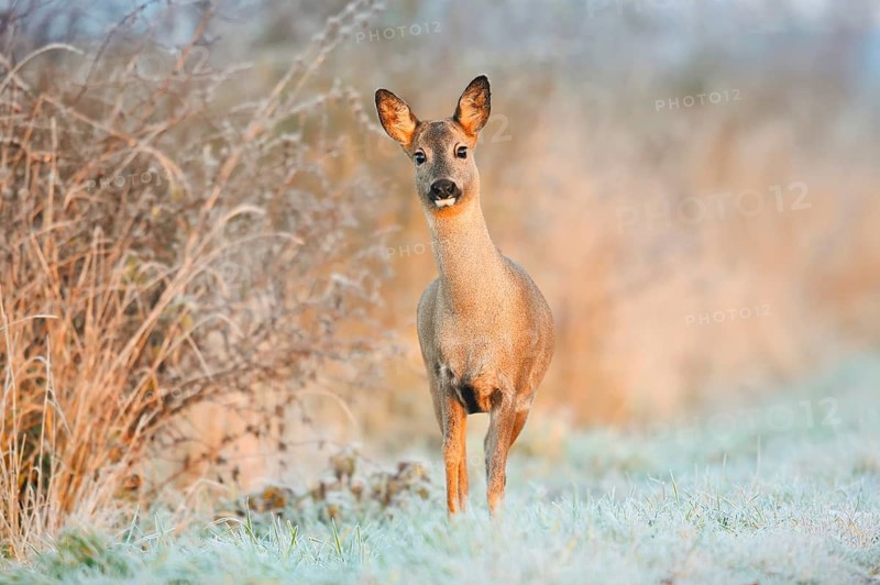 European roe deer (Capreolus capreolus), a doe in a meadow covered in hoarfrost, North Rhine-Westphalia, Germany