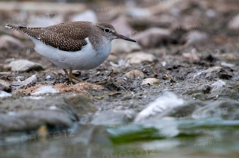 Actitis hypoleucos, common sandpiper, sandpiper birds, charadriiformes, limikolen, snipe birds, scolopacidae, birds, waders, waders