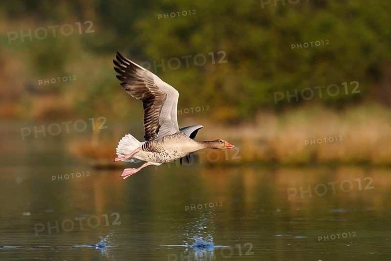 Greylag goose (Anser anser) flying over a lake, North Rhine-Westphalia, Germany