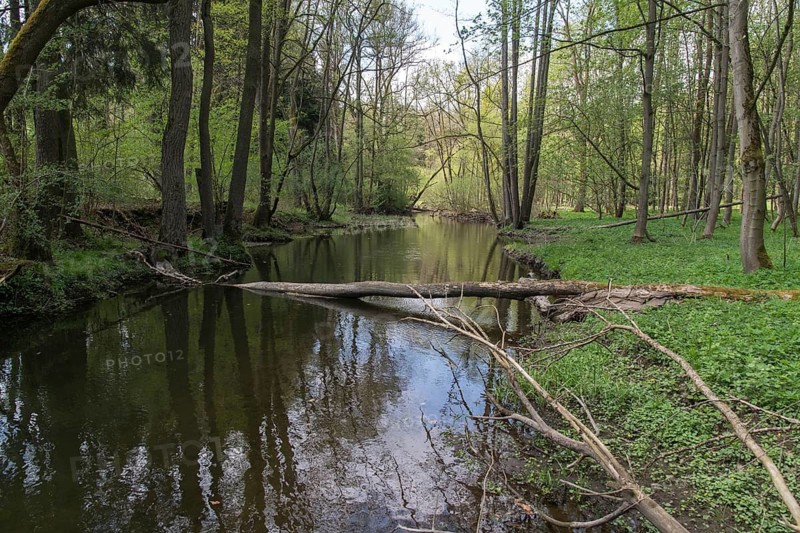 Germany, Greiz, Hammermühle, Thuringia, Weidatal, rivers, river dynamics, river, dead wood, Vogtland