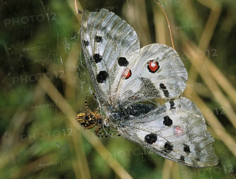 Apollo butterfly, Parnassius Apollo, Slovenia, Triglav National Park, prey, butterfly, capture, FFH, insects, Leo, national park, victim, butterfly, spider, butterfly, butterfly, triglav
