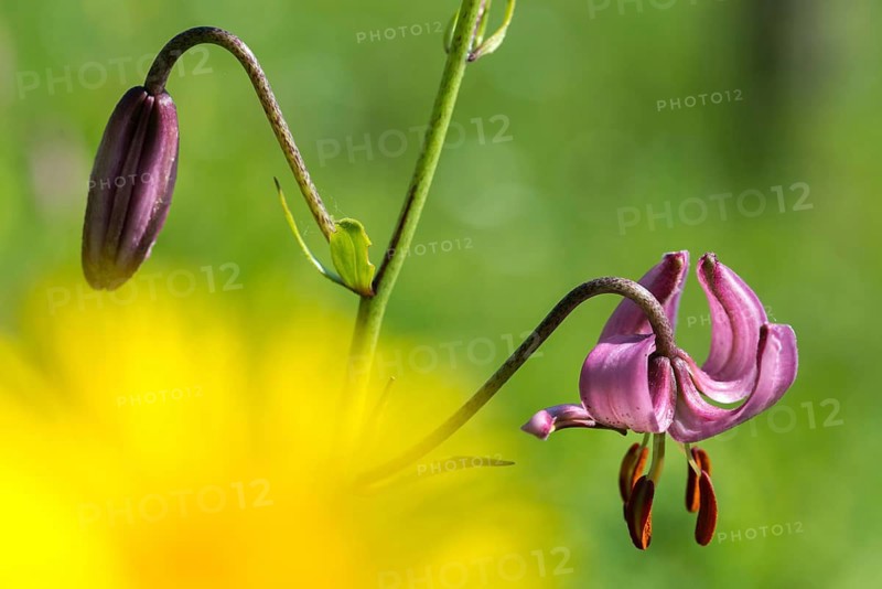 Liliaceae, Lily Family, Lilium Martagon, Turk's Cap Lily, Turkish League Lily, Flora, Martagon Lily, Plants, Plants