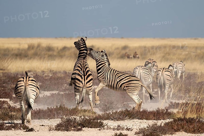 Plains zebras (Equus quagga antiquorum), Etosha National Park, Namibia