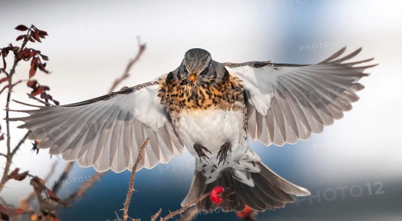 Fieldfares, Turdus pilaris, juniper thrush, birds, thrush, flying, flight, passeri, songbirds, thrush, birds