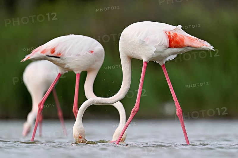 Two greater flamingos (Phoenicopterus roseus), standing in the water whilst foraging, Camargue Regional Nature Park, southern France