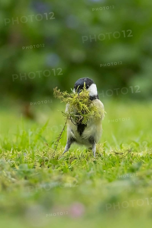 Great tit (Parus major) adult bird collecting moss from a garden lawn for nesting material in spring, Suffolk, England, United Kingdom