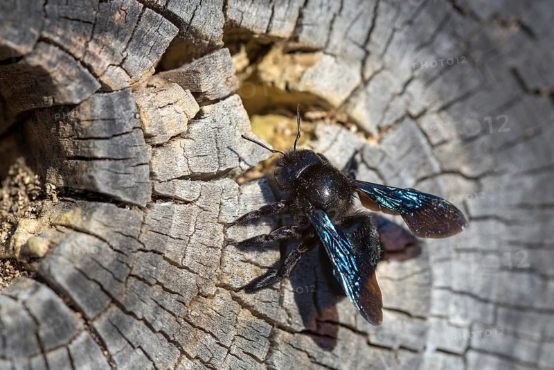 Apidae, bees, blue wood bee, large wood bee, hymenoptera, violet-winged wood bee, xylocopa violacea, insects, insects, violet carpenter bee