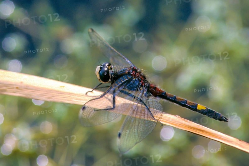 Large moss maiden, large white-faced darter, leucorrhinia pectoralis, yellow-spotted whiteface, anisoptera, damselflies, dragonflies, ffh, insects, leo, dragonflies, male, odonata