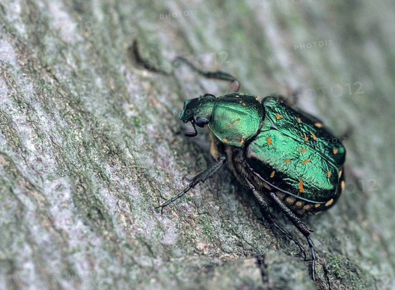 Leaf horn beetle, cetoniinae, gnorimus nobilis, green black beetle, rose beetle, scarabaeidae, beetle, coleoptera, insects, beetles, noble chafers