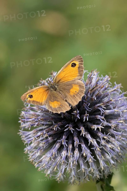 Gatekeeper butterfly (Pyronia tithonus) adult insect feeding on a garden Globe thistle flower in summer, Suffolk, England, United Kingdom