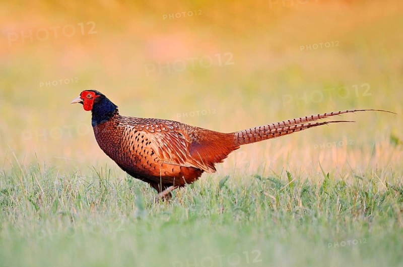 Hunting pheasant (Phasianus colchicus), cock standing in a meadow, North Rhine-Westphalia, Germany