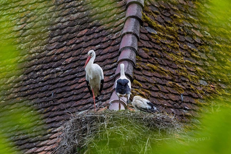 Young white storks (Ciconia ciconia) in their nest, on a house roof, Affenberg Salem, Lake Constance region, Baden-Württemberg, Germany