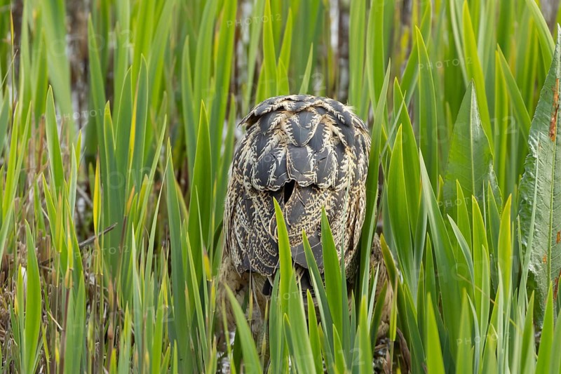 Great or Eurasian bittern (Botaurus stellaris) adult bird booming or calling in a reedbed, RSPB Minsmere nature reserve, Suffolk, England, United Kingdom