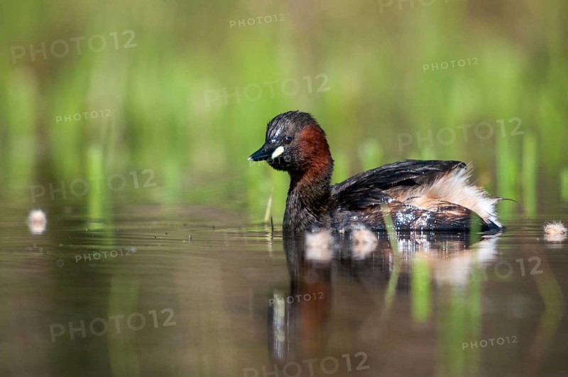 Littele Grebe, Tachybaptus Ruficollis, Little Grebe, Birds, Dabchick, Grebe, Grebe, Podicipedidae, Divers, Birds, Waterbirds