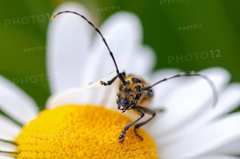 Ladder-marked Longhorn Beetle, Ladderbuck, Saperda Scalaris, Beetle, Longhorn Beetle, Coleoptera, Insects, Beetles