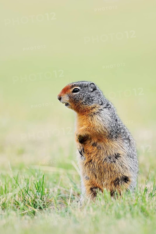 Columbia ground squirrel (Urocitellus columbianus, Spermophilus columbianus) standing upright in a meadow, Waterton Lakes National Park, Alberta, Canada