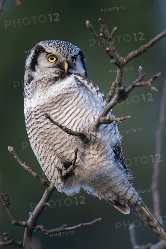 Hawk owl, sparrow owl, surnia ulula, birds, owls, high size, portrait format, northern hawk owl, owls, strigiformes, birds