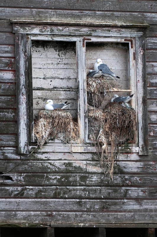 Black-legged Kittiwake, Black-legged Kittiwake, Norway, Rissa Tridactyla, Varanger, Birds, Breed, Brut, Breeding Colony, Charadriiformes, Gulls, High Size, Portrait, Colony, Limikolen, Seagulls, Nest, Birds