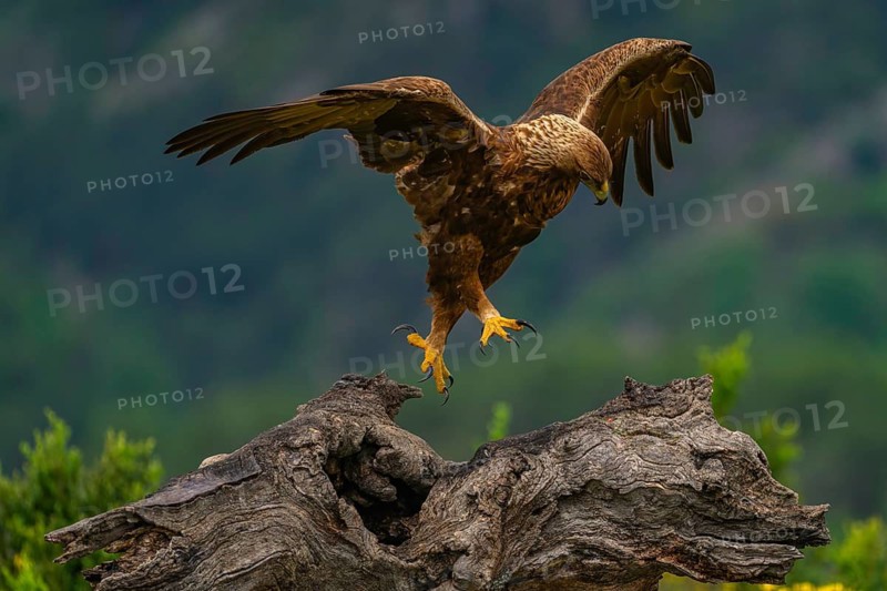 Golden eagle (Aquila Chrysaetos), on its perch, a dead tree trunk, Pyrenees, Spain