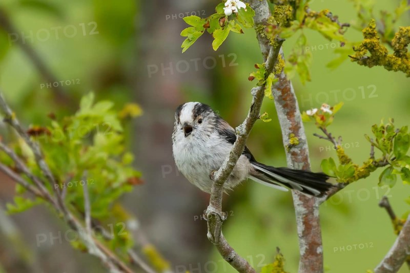 Long tailed tit (Aegithalos caudatus) adult bird singing on a tree branch in a hedgerow, England, United Kingdom