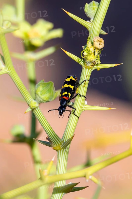 Zigzag Blister Beetle (Hycleus zigzagus), Namib Desert, Namib Naukluft Park, Namibia