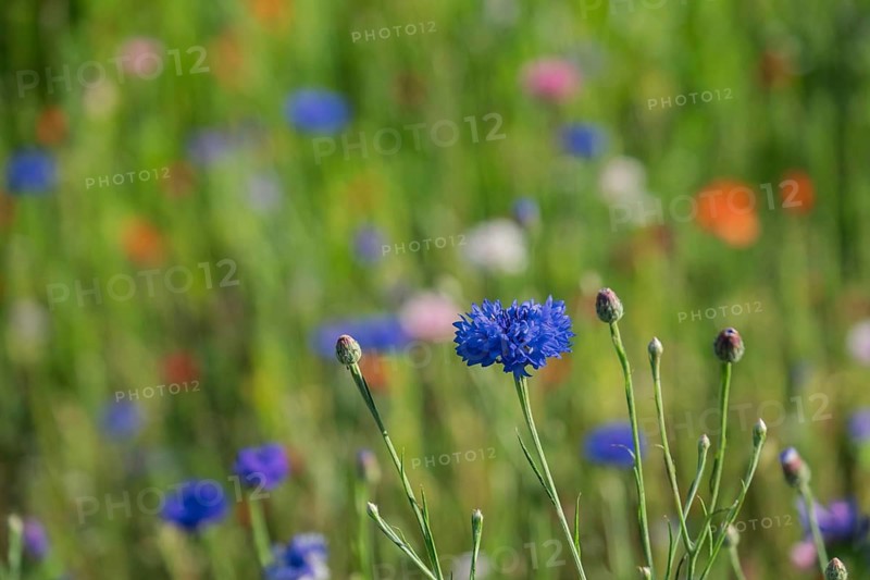 Bright blue cornflower (Cyanus segetum) in a blurred field of flowers, surrounded by various colourful blossoms, Münsterland, North Rhine-Westphalia, Germany