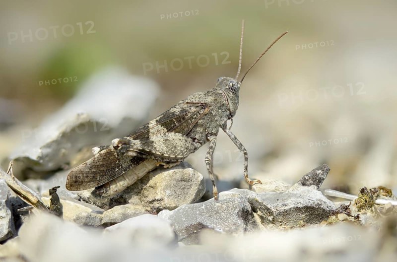Acrididae, caelifera, field locusts, gomphocerinae, grasshoppers, short-feeler, Oedipoda germanica, red-winged wasteland scare, grasshoppers, grasshoppers, insects, red-winged grasshoppers, wasteland scare