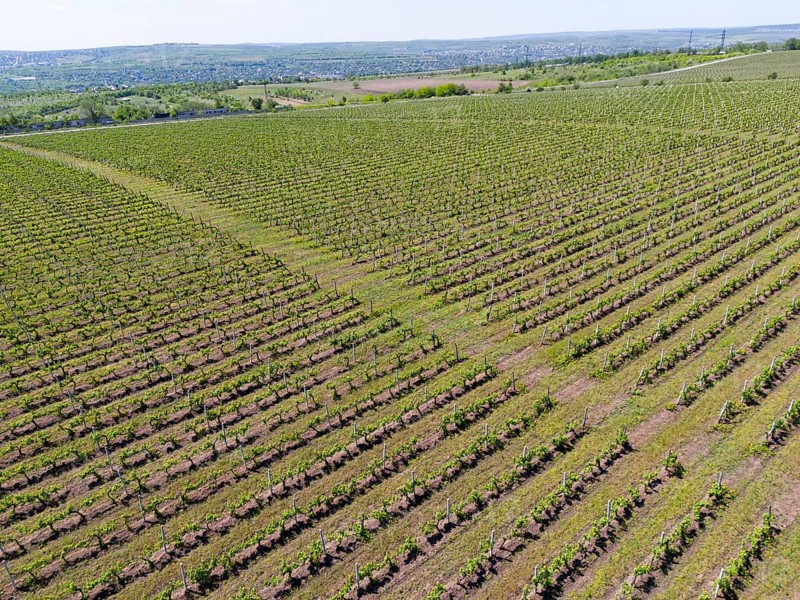 Vineyards stretch over rolling hills under a clear sky, giving a feeling of vastness and fertility, aerial view, viticulture near Chisinau, Chisinau, Republic of Moldova, Moldova