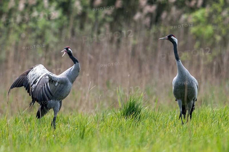 Crane, grus grus, crane, birds, gruidae, gruiformes, cranes, waitbirds, birds