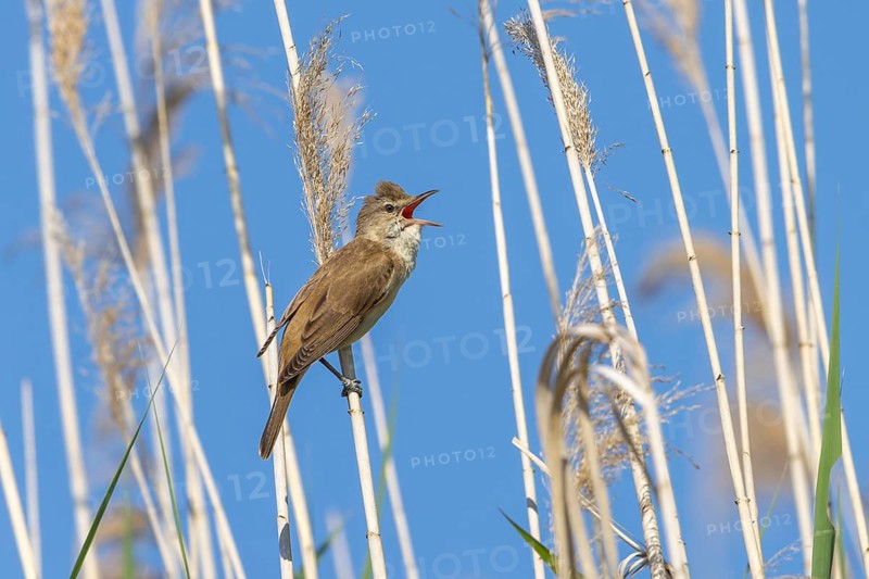 Great reed warbler (Acrocephalus arundinaceus) adult male singing in reed bed in spring