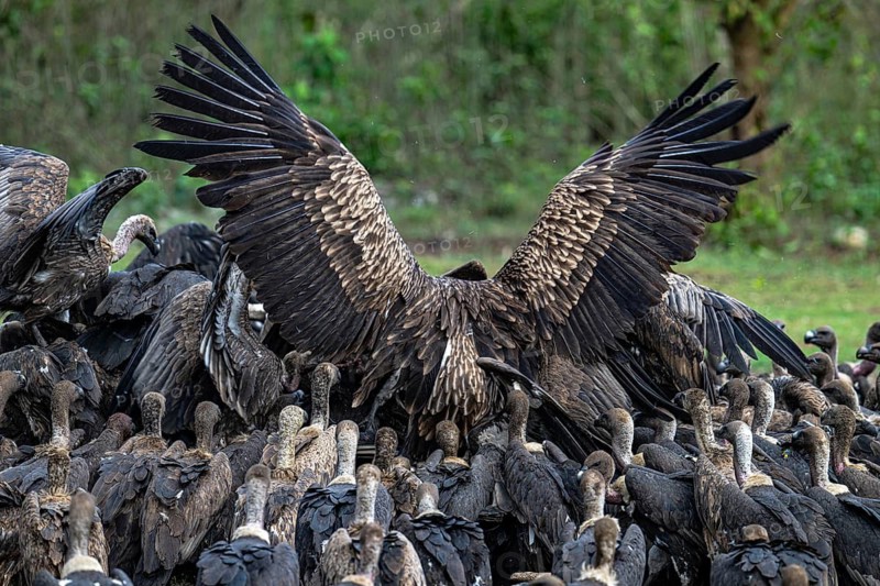 Vultures, the greater slender-billed vulture (Gyps tenuirostris) and the Bengal vulture (Gyps bengalensis), Chitwan National Park, Terai, Nepal