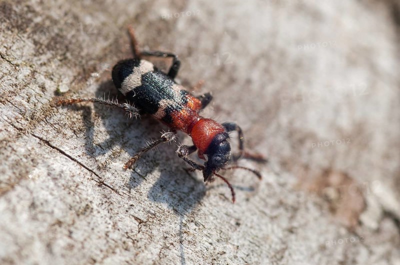 Ant beetle, checkered ant beetle, thanasimus formicarius, beetle, coleoptera, insects, beetles