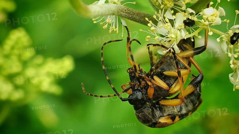 A close-up of two spotted longhorn beetles (Rutpela maculata) mating amongst yellow flowers amidst green leaves, Frankenwald nature park Park, Upper Franconia